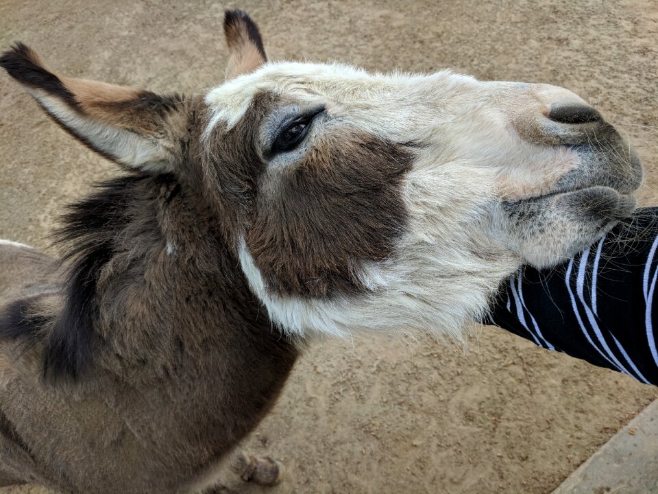 Mammal farm animal