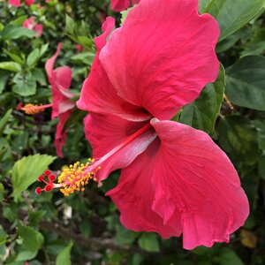 Bermuda summer floral photo