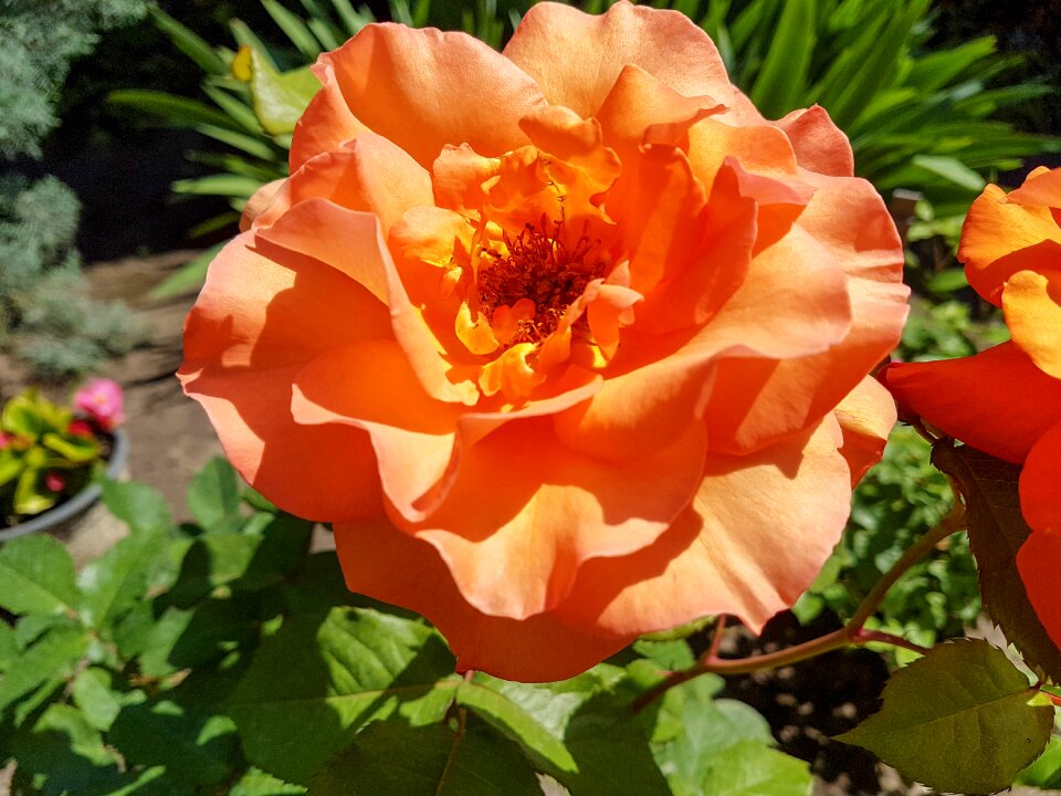 Flower summer flower yellow roses
