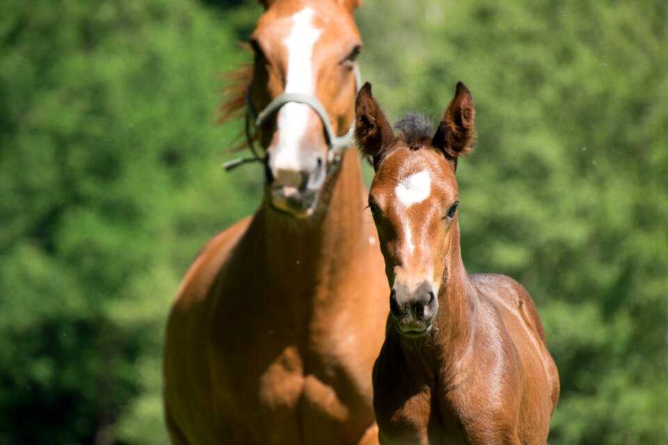 Mare animal race photo