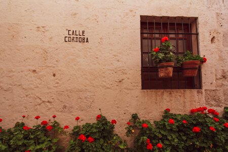 Peru window flower pots photo