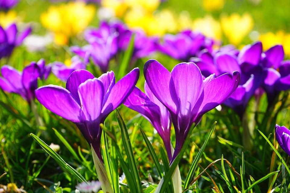 Bühen purple blossom photo