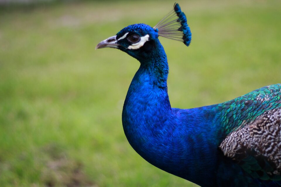 Iridescent blue plumage