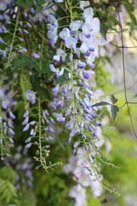 Floral flower garden