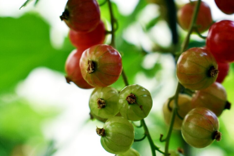 Red red fruit berry