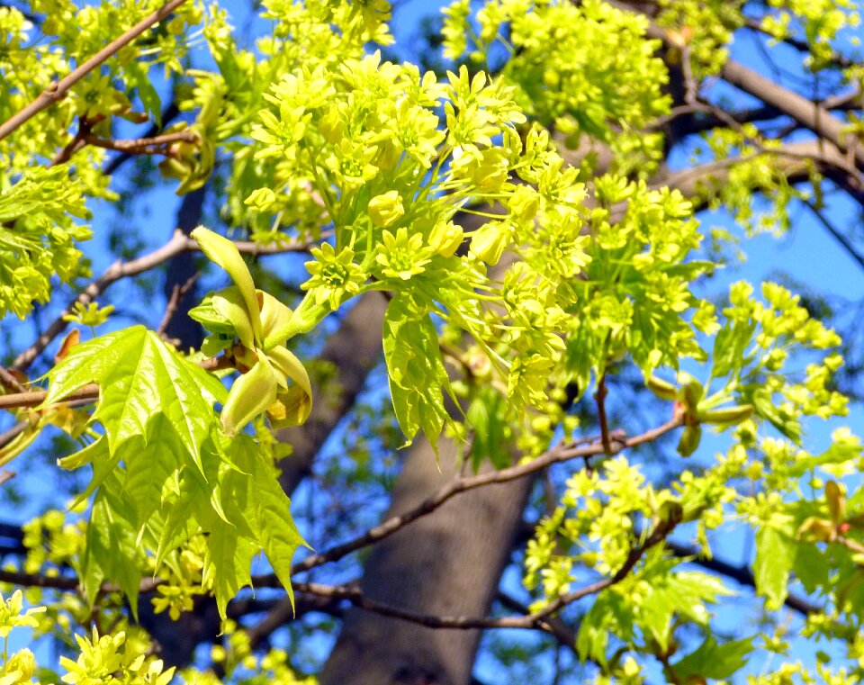 Spring trees maple