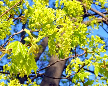 Spring trees maple