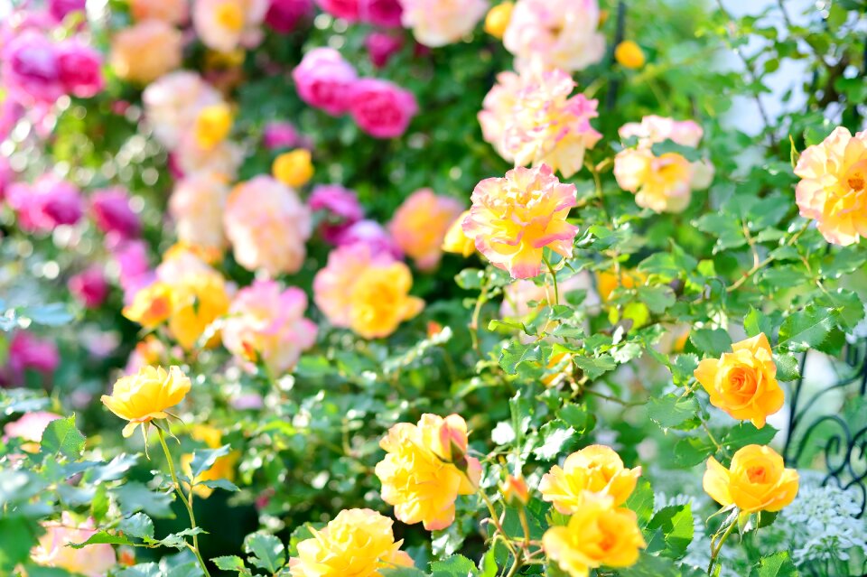Rose garden plant flowers