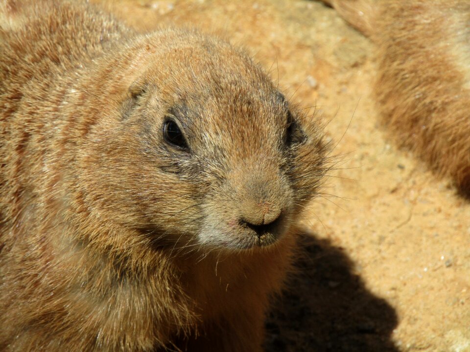 Zoo black-tailed prairie dog the prague zoo