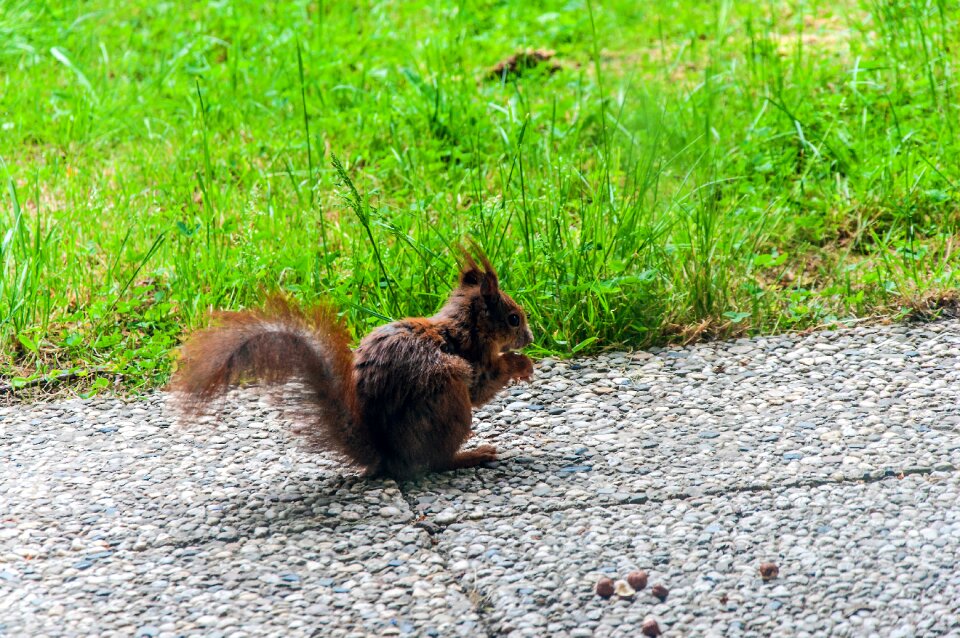 Nature rodent cheeky