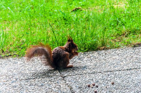 Nature rodent cheeky