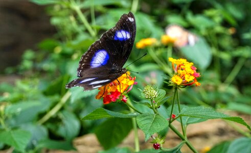 Butterfly feeding flower photo