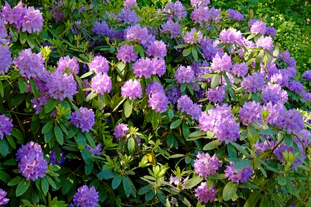 Bloom purple rhododendron bush
