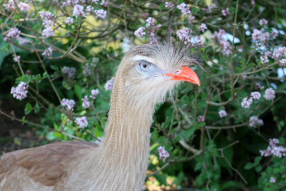 Bird crest beak