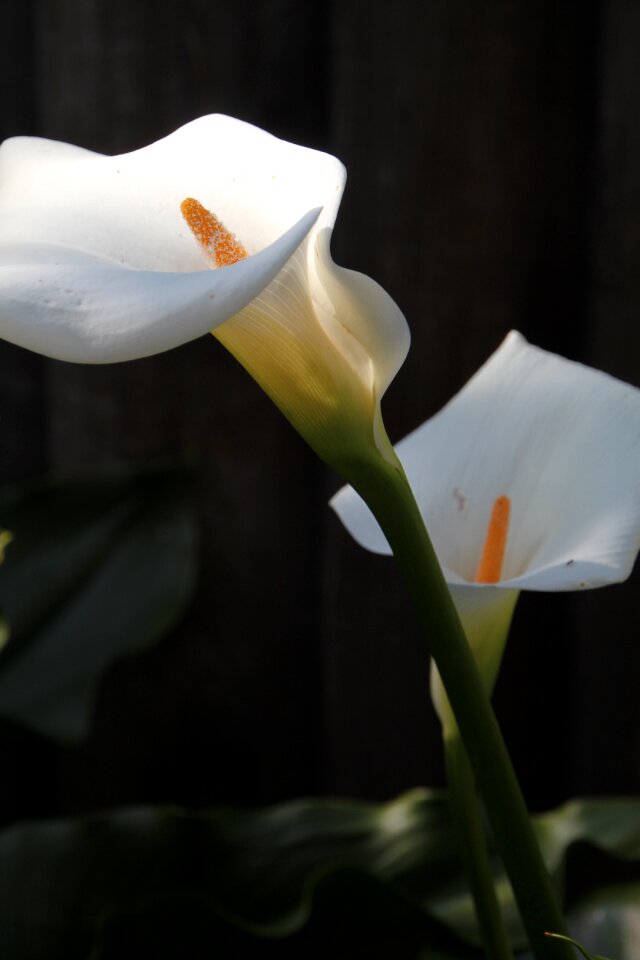 White green
