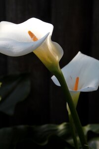 White green