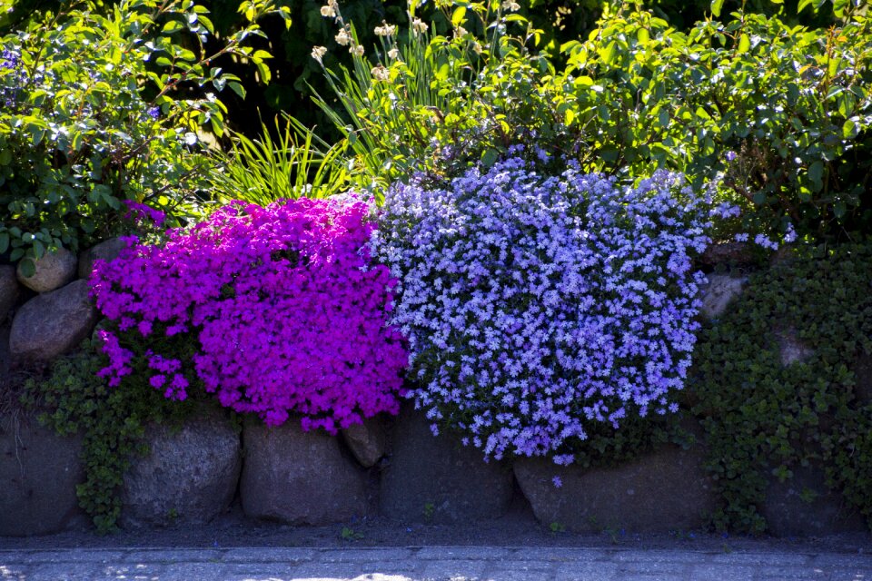 Flower bloom farbenpracht