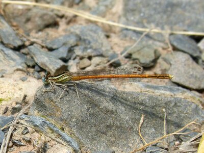 Damselfly coenagrionidae platycnemis acutipennis