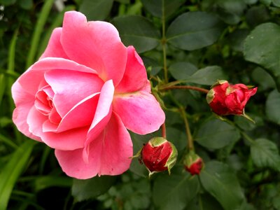 Summer flower pink roses petals photo