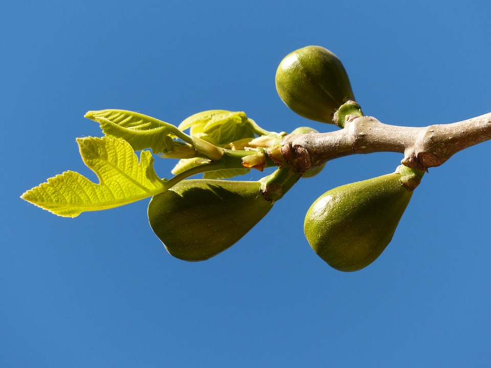 Real coward fig leaves tree