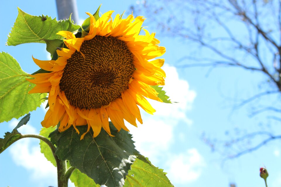 Sky yellow flower