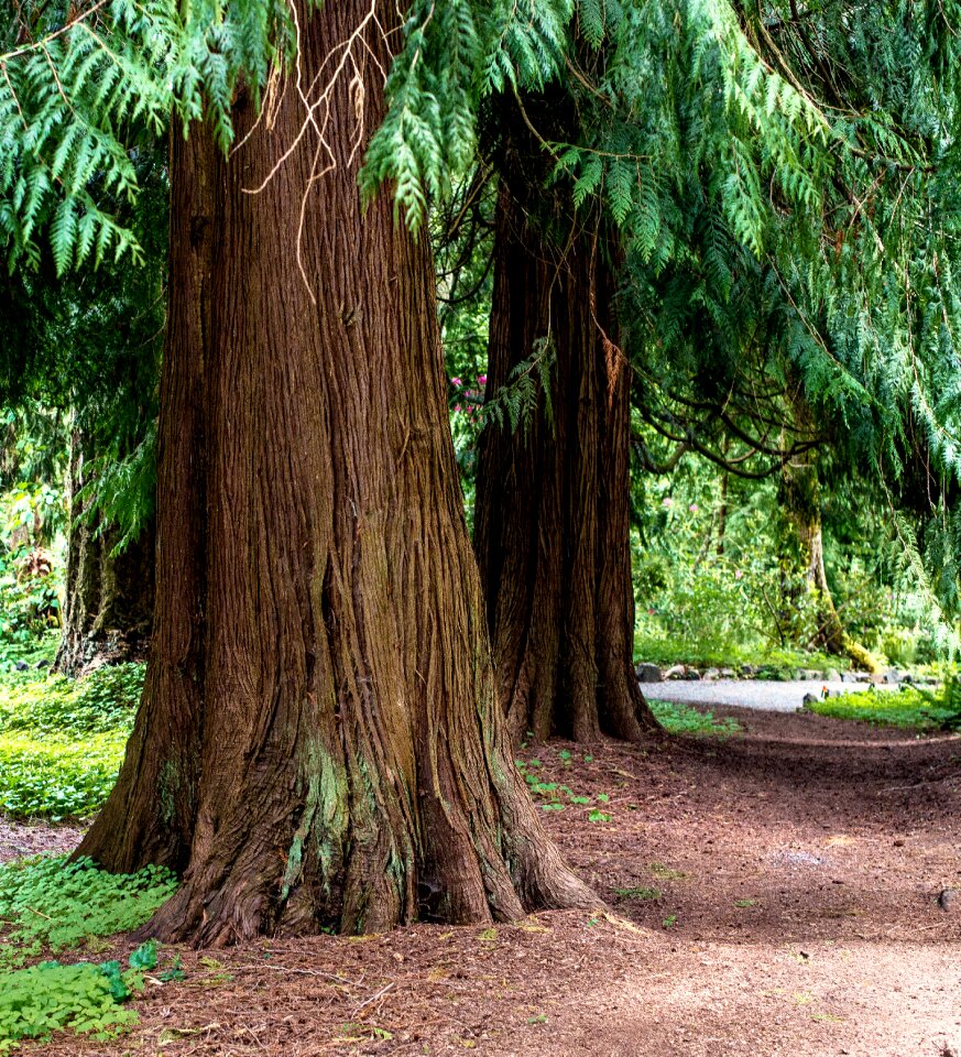 Hike trail path photo