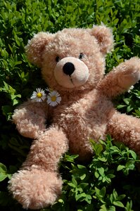 Teddy summer soft toy photo