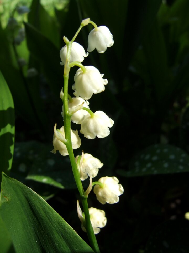 Macro photography macro white
