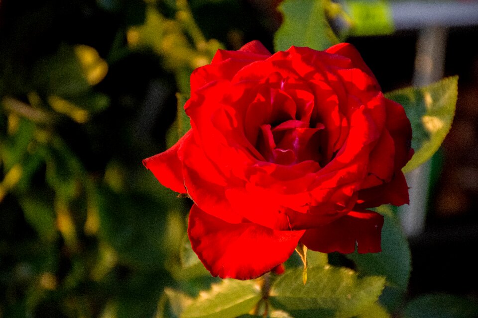 Red garden flowers plants