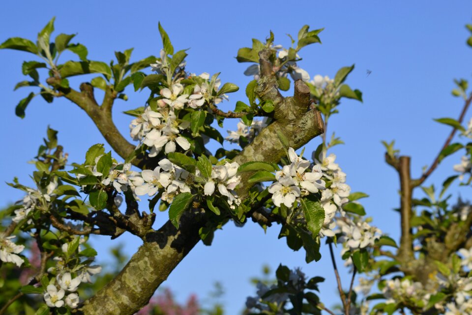 Wood apple Free photos