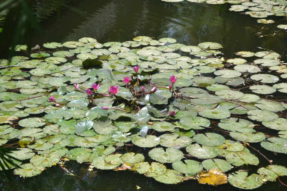 Nature flower water