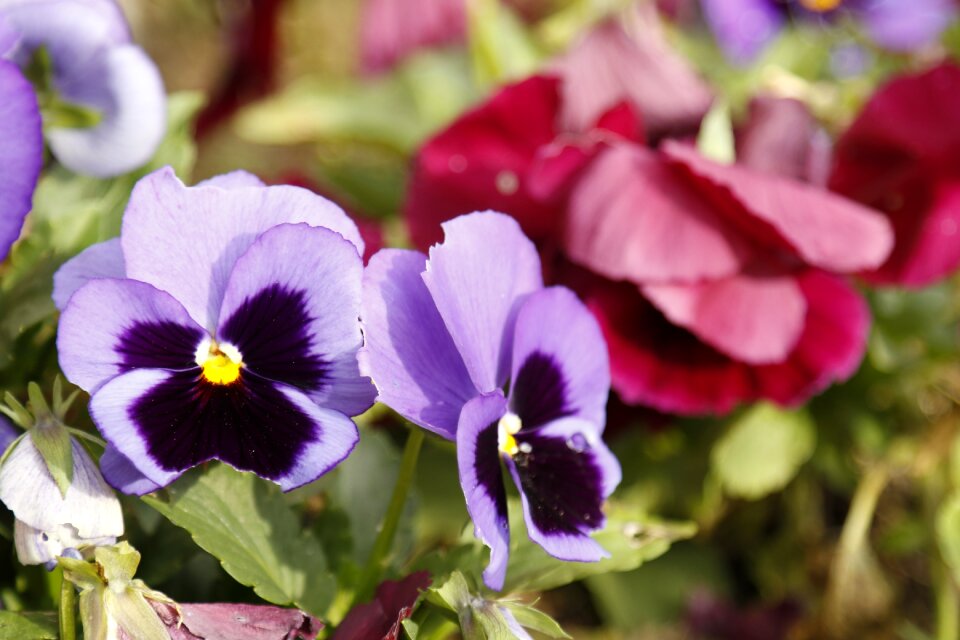 Purple flower flowers garden