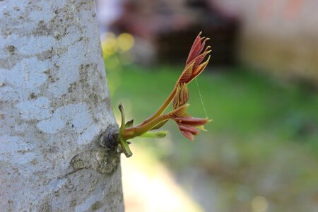 Sprout nature izmit photo