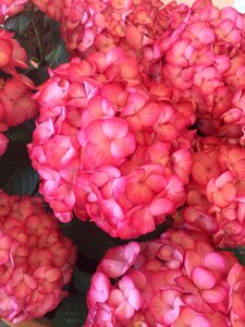 Spring flower garden