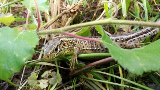 Nature animals lizards