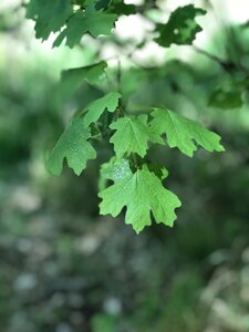 Nature leaves tree