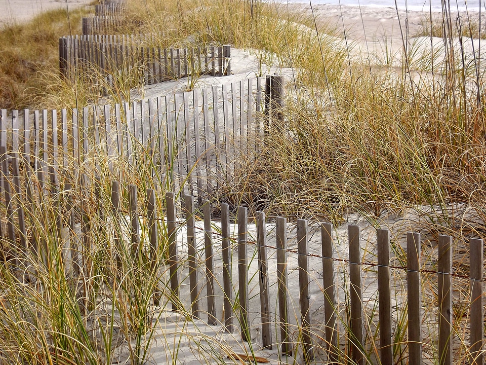 Dunes grasses beach