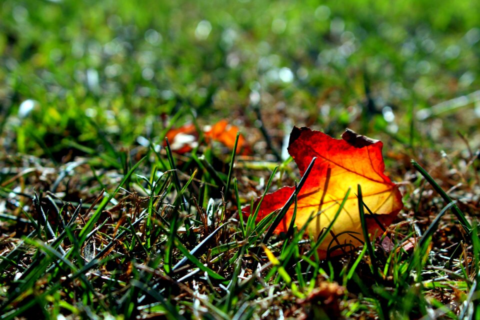 Nature green plant