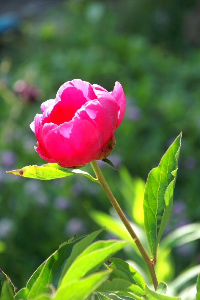 Pink garden