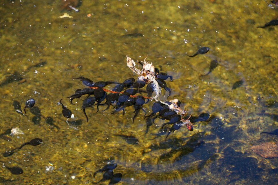 Nature water animal