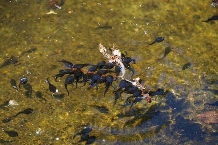 Nature water animal