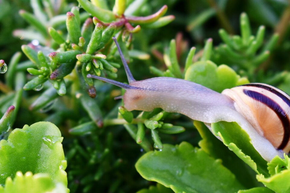 Green leaf snail shell molluscs photo