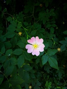 Flower nature shadow