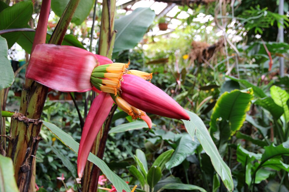 Plant botanical garden tropical plants
