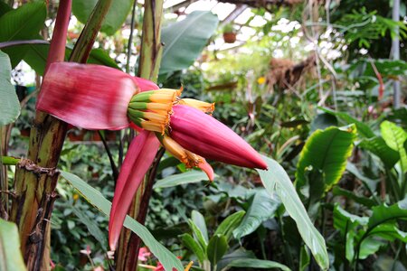 Plant botanical garden tropical plants photo