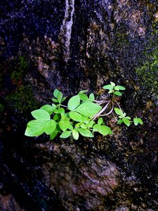Plant growth