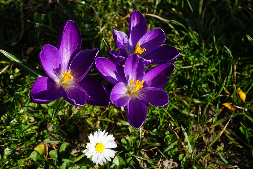 Spring bühen colorful