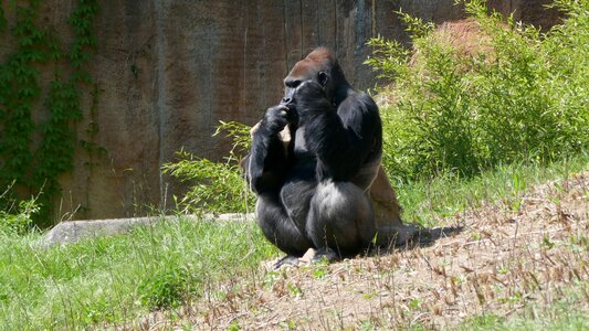 Primates enclosure playful