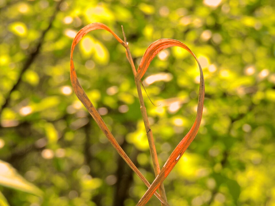 Flora fauna romantic