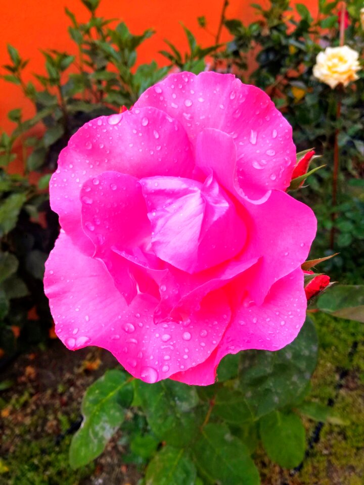 Pink flower pink roses petals pink